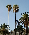 le palme secche